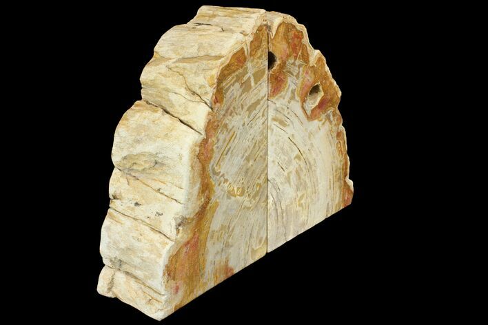 Tall, Petrified Wood (Tropical Hardwood) Bookends - Indonesia #142912